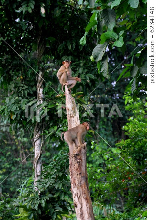 豬尾獼猴(豬屁股) 豬尾獼猴(豬屁股) 6234148