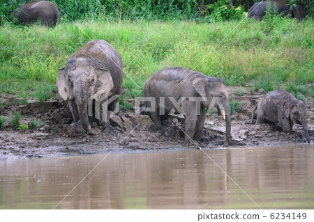 Boruneozou Boruneozou 6234149