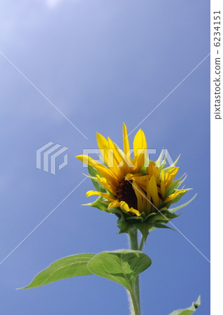 向日葵 6234151