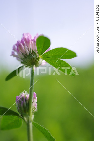 紅三葉草 紅三葉草 6234152