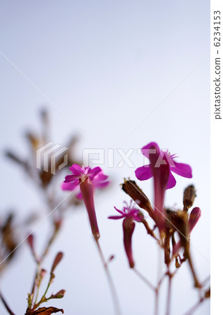 Komachisou Komachisou 6234153