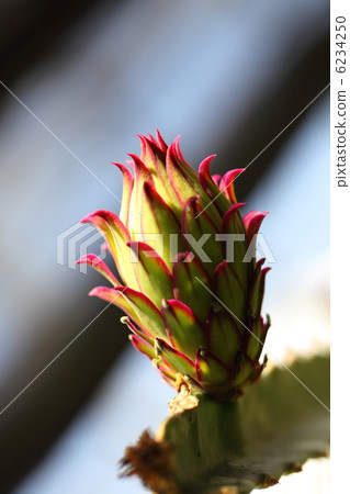 龍果的芽 6234250