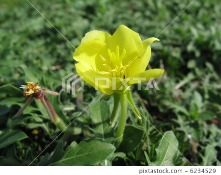 黃色的花朵出現在場，小女服務員一夜之間 6234529