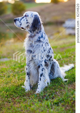 English Setter English Setter 6234620