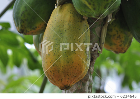 papaya papaya 6234645