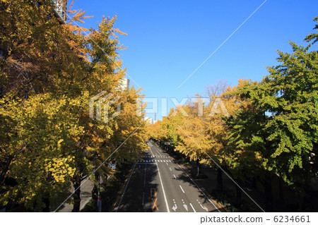 Gingko lined tree in Yamashita Park 6234661