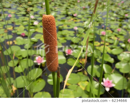 熊的耳朵 6234666