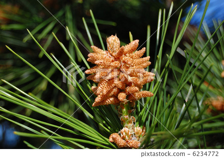 Pine flowers 6234772