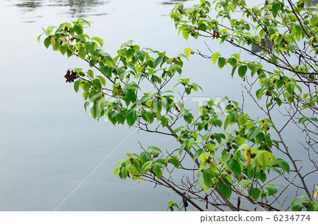 馬賽克樹和水果 6234774