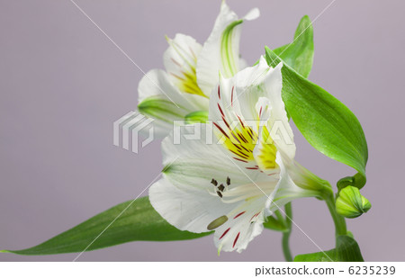 Alstroemeria Alstroemeria 6235239