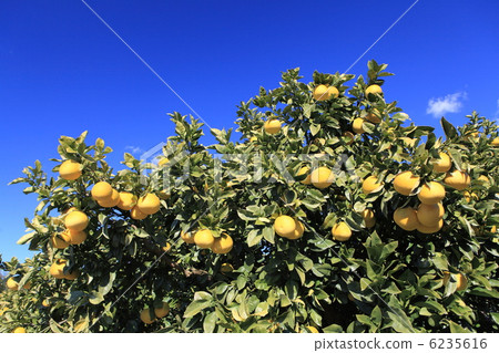 Fumi Tosa Fumi Tosa 6235616