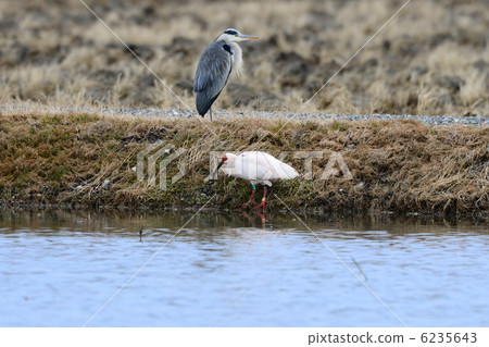 Toki和Aoshagi 6235643