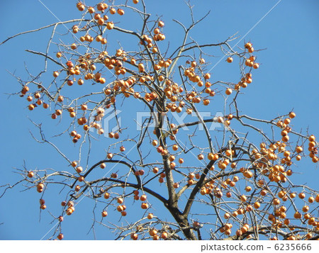 Strick雞有藍天背景 6235666