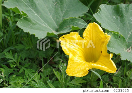 Pumpkin flowers 6235925