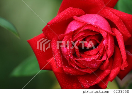 Rose of Burgund '81 drops 6235968