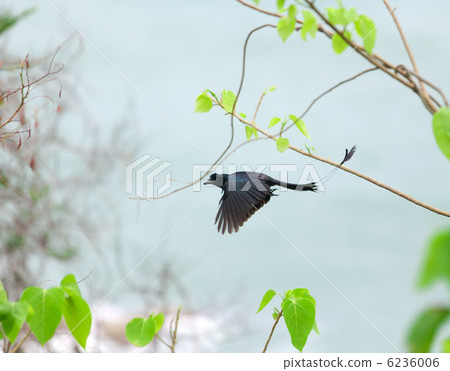 Greater Racket-tailed Drongo 6236006