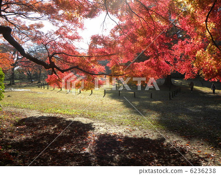 光明和陰影在清水公園的秋葉下 光明和陰影在清水公園的秋葉下 6236238