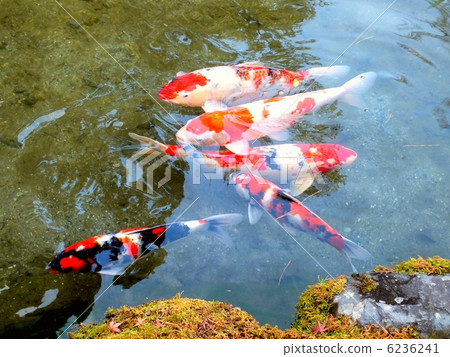 彩色鯉魚 6236241