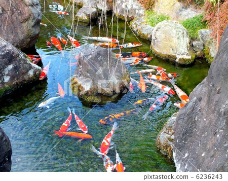 Nishikigoi在花園裡 6236243