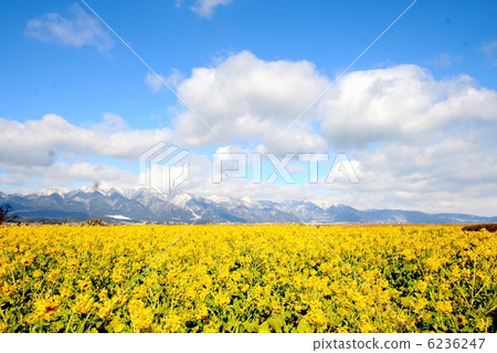強姦盛開和雪花構成Hiraeda山脈 強姦盛開和雪花構成Hiraeda山脈 6236247