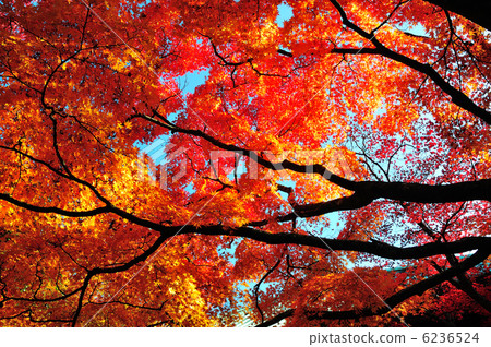 Fukuji寺廟秋葉 6236524