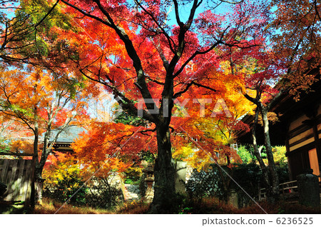 Fukuji寺廟秋葉 Fukuji寺廟秋葉 6236525