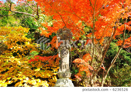 坎農先生在秋天的落葉 坎農先生在秋天的落葉 6236526