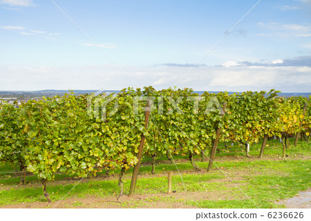winery garden winery garden 6236626