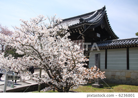 Ninna-ji Honbou凱恩斯在前門 Ninna-ji Honbou凱恩斯在前門 6236801
