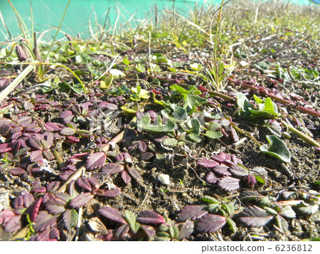 沿海植物Iwadare Rouge的葉子處於玫瑰花狀狀態並且在冬天 6236812