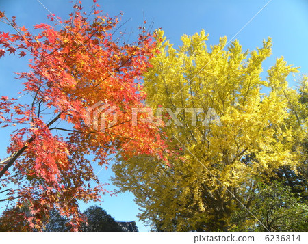 紅黃色冷杉和黃色銀杏之間的對比在藍天閃耀 紅黃色冷杉和黃色銀杏之間的對比在藍天閃耀 6236814