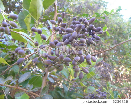 Purple rat flesh of black rattle before ripening 6236816