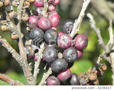 Hamahisakaki用紅色和黑色水果 6236817