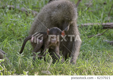 Olive baboons (Papio anubis) Olive baboons (Papio anubis) 6237021