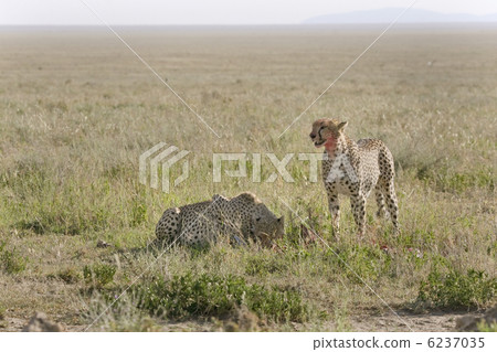 Cheetah (Acinonyx jubatus) 6237035