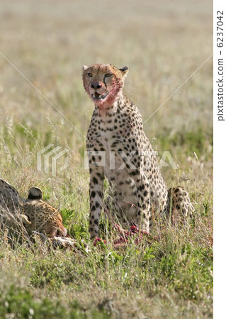 Cheetah (Acinonyx jubatus) 6237042