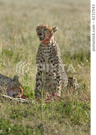 Cheetah (Acinonyx jubatus) 6237043