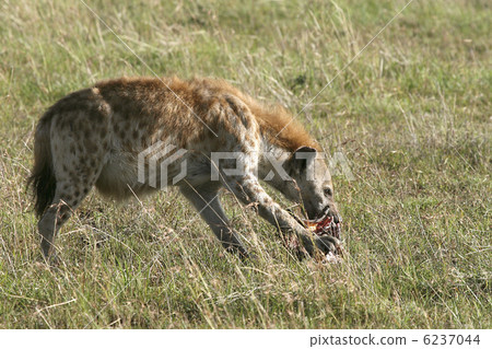 Spotted hyena (Crocuta crocuta) 6237044