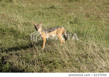 Black-backed jackal (Canis mesomelas) 6237048