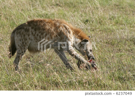 Spotted hyena (Crocuta crocuta) 6237049