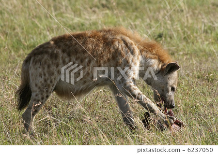 Spotted hyena (Crocuta crocuta) 6237050