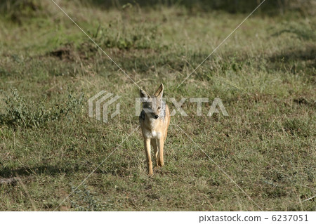 Black-backed jackal (Canis mesomelas) 6237051