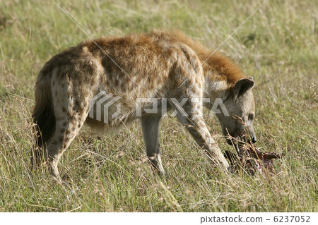 Spotted hyena (Crocuta crocuta) 6237052