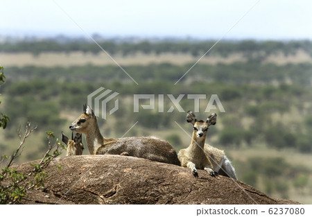 Klipspringers (Oreotragus oreotragus) Klipspringers (Oreotragus oreotragus) 6237080