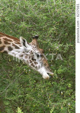 Giraffe (Giraffa camelopardalis) Giraffe (Giraffa camelopardalis) 6237081