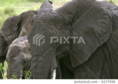 Elephant  (Loxodonta africana) 6237098