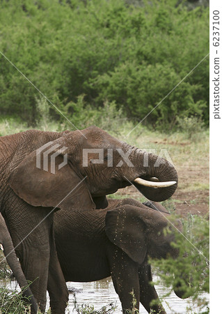 Elephants  (Loxodonta africana) 6237100