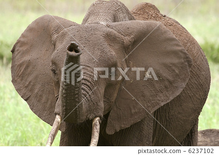 Elephant  (Loxodonta africana) 6237102