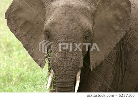 Elephant  (Loxodonta africana) 6237103