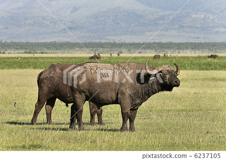 Buffalo (Syncerus caffer caffer) 6237105